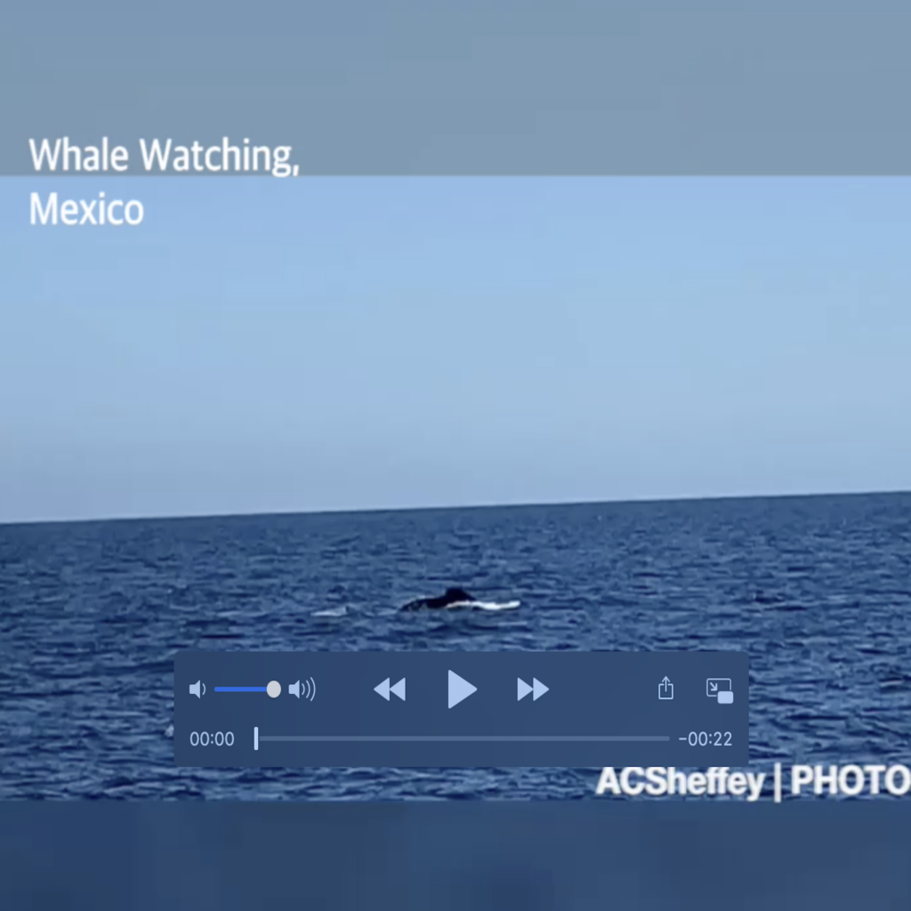 whale watching in January