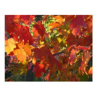 This image has an empty alt attribute; its file name is Autumn-Foliage-Boston-MA-postcard.jpg